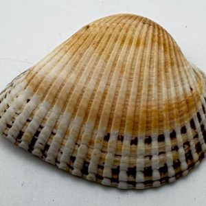 cerastoderma glaucum