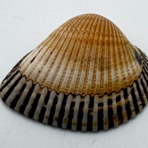 cerastoderma glaucum