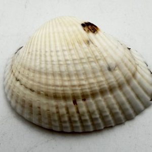 conchiglia glaucum