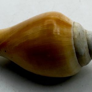 conchiglia asprella