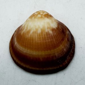 conchiglia glaucum