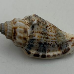 gen. asprella