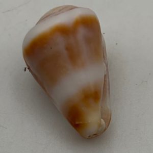 conchiglia collezione