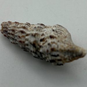 conchiglia asprella