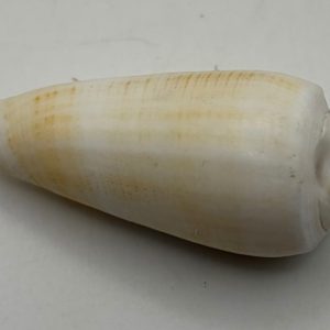 gen. asprella