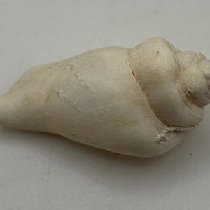 gen. asprella