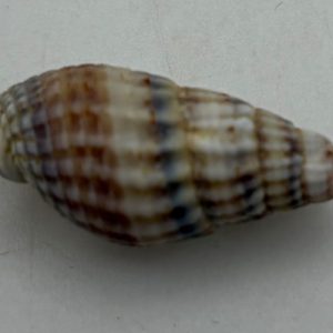 gen. asprella