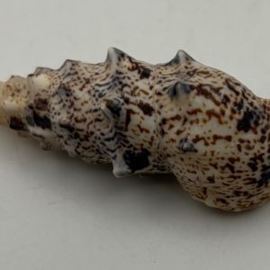 buccinulum corneum