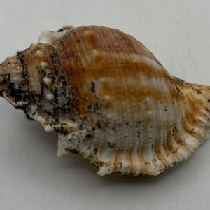 conchiglia asprella