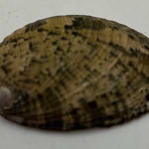 conchiglia abalone