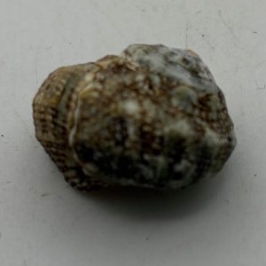 janthina janthina