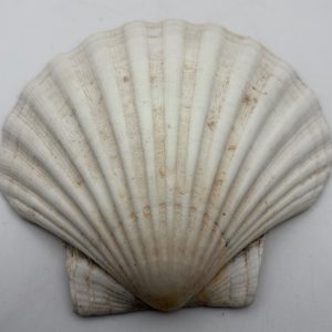 cerastoderma glaucum