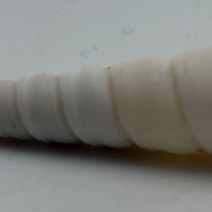 subfam. turritellinae
