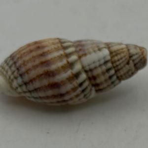 conchiglia asprella
