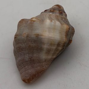 conchiglia asprella