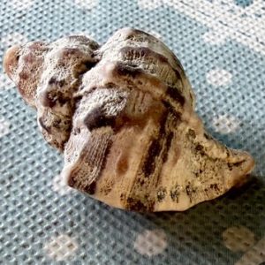 gen. asprella