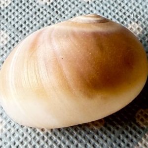 conchiglia janthina