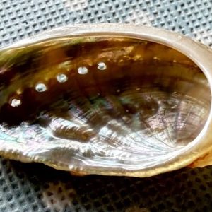 abalone australiano