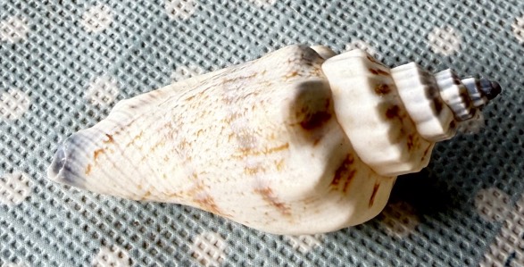 gen. asprella