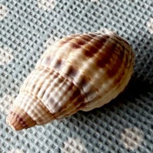 gen. asprella