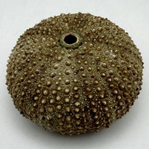 riccio di mare