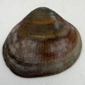 conchiglia collezione