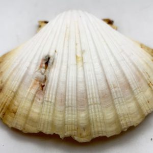 cerastoderma glaucum