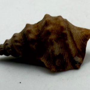 gen. asprella