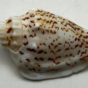 conchiglia asprella