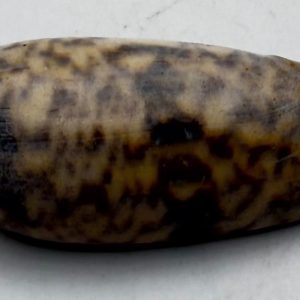 conchiglia oliva