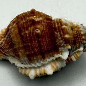 gen. asprella