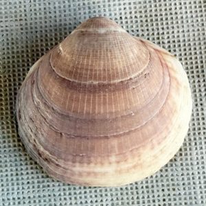 conchiglia glaucum