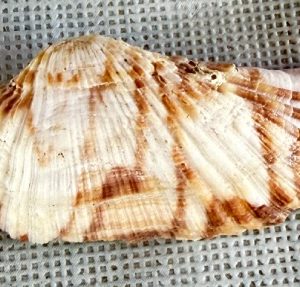 conchiglia collezione