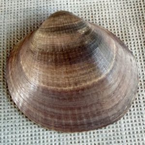 conchiglia collezione