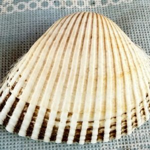 cerastoderma glaucum