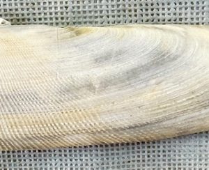 donax variabilis