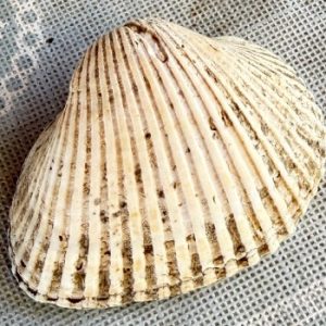 cerastoderma glaucum