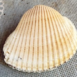 conchiglia collezione