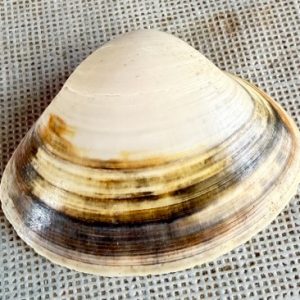 conchiglia collezione