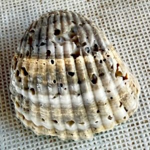 cerastoderma glaucum