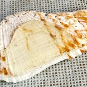 donax variabilis