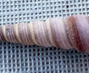 subfam. turritellinae