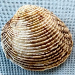 conchiglia spinifera