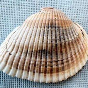 conchiglia glaucum