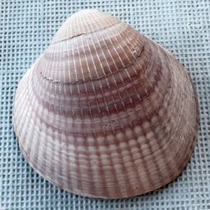 conchiglia collezione
