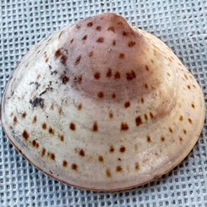 conchiglia glaucum