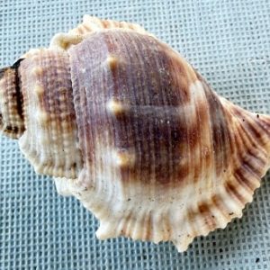 conchiglia asprella