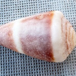conchiglia asprella