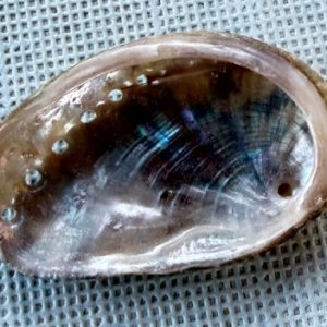 conchiglia abalone