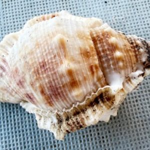 conchiglia asprella